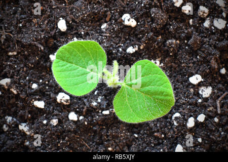 Junge Soja Pflanze sprießen aus dem Boden. Soja Landwirtschaft. Stockfoto