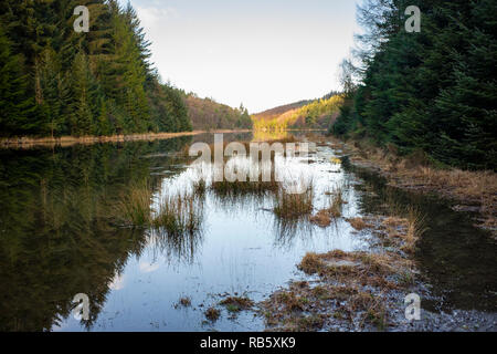 Bäume spiegeln sich in noch klaren Gewässern der Llyn y-Parc See in Gwydyr Forest Park in Snowdonia National Park. Betws-y-Coed, Conwy, North Wales, UK Stockfoto