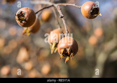 Nahaufnahme von gemeinsamen Mispel (Mespilus germanica), gesunde organische Nahrung aus der Natur. Stockfoto