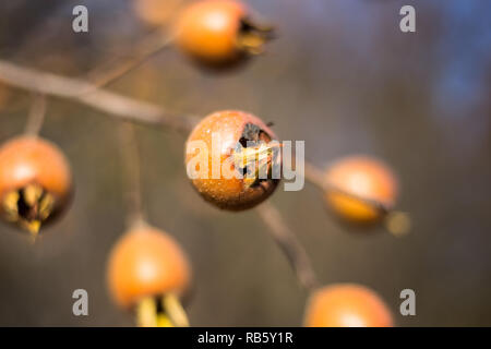 Nahaufnahme von gemeinsamen Mispel (Mespilus germanica), gesunde organische Nahrung aus der Natur. Stockfoto