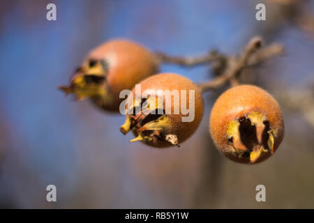 Nahaufnahme von gemeinsamen Mispel (Mespilus germanica), gesunde organische Nahrung aus der Natur. Stockfoto