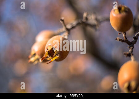 Nahaufnahme von gemeinsamen Mispel (Mespilus germanica), gesunde organische Nahrung aus der Natur. Stockfoto