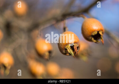 Nahaufnahme von gemeinsamen Mispel (Mespilus germanica), gesunde organische Nahrung aus der Natur. Stockfoto