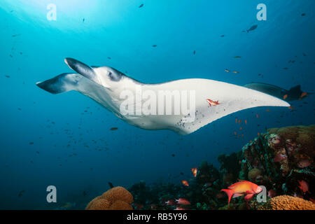 Reef Manta Ray über Reinigungsstation, Manta alfredi, Indischer Ozean, Malediven Stockfoto