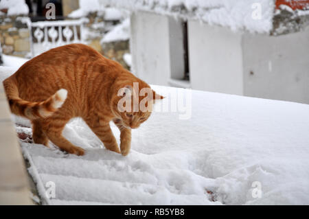 Eine Katze spielt mit Schnee Stockfoto