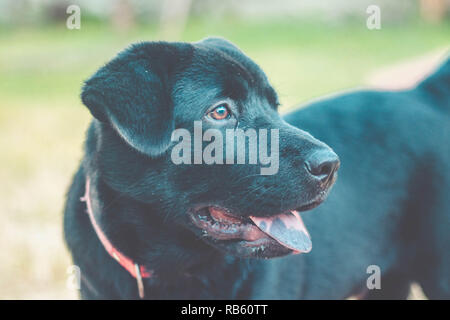 Hund mit herausgestreckter Zunge. Schwarzer Labrador Retriever im Freien im Garten Stockfoto