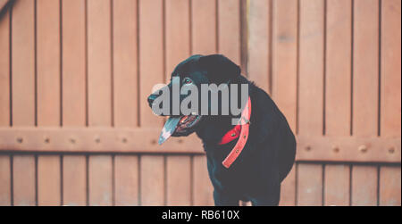 Hund mit der Zunge heraus. Schöne schwarze Labrador Retriever draußen im Garten Stockfoto