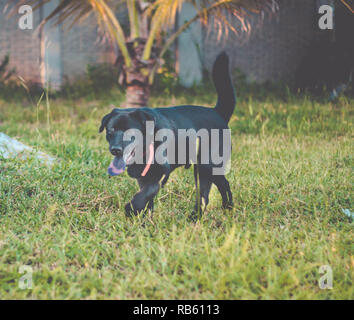 Hundewiesen draußen im Garten. Schwarzer Labrador Retriever Stockfoto