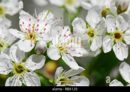 Common box oder St Lucie cherry, Steinweichsel, Felsen- oder Weichselkirsche, sajmeggy, Cerasus Common Stockfoto