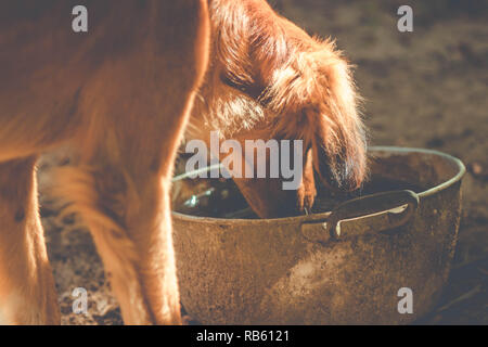 Durstigen hund Trinkwasser aus der Schüssel auf dem Bauernhof Stockfoto