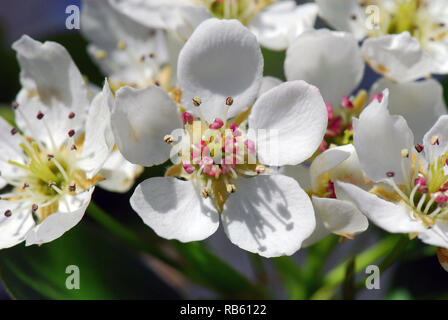 Common box oder St Lucie cherry, Steinweichsel, Felsen- oder Weichselkirsche, sajmeggy, Cerasus Common Stockfoto