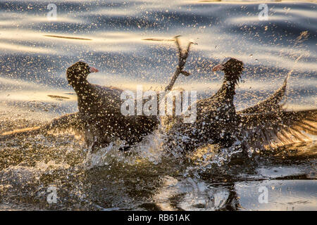 Eurasischen Blässhuhn (Fulica atra). Zwei männliche Blässhühner im Wasser kämpfen, Amsterdam, Niederlande. Stockfoto