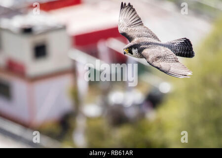 Wanderfalke (FALCO PEREGRINUS), weiblich, Zucht Nistkasten auf ABN-AMRO Gebäude im Geschäftsviertel Zuidas, Amsterdam, Niederlande. Stockfoto