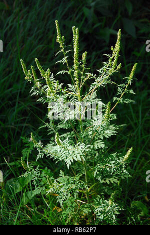 Gewöhnliches Ragweed, einjähriges Ragweed, niedriges Ragweed, Beifußblättrige Traubenkraut, parlagfű, Ambrosia artemisiifolia, Ungarn, Magyarország, Europa Stockfoto