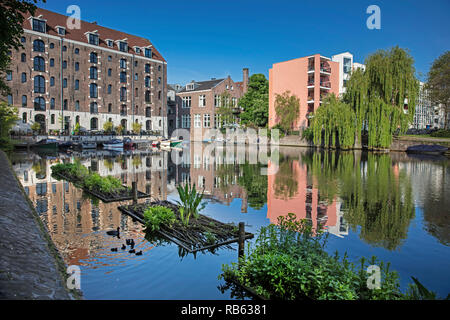 Die Niederlande, Amsterdam, Familie der Eurasischen blässhuhn oder gemeinsamen Blässhuhn (Fulica atra) in der Nähe von künstlichen Inseln im Kanal. Stockfoto