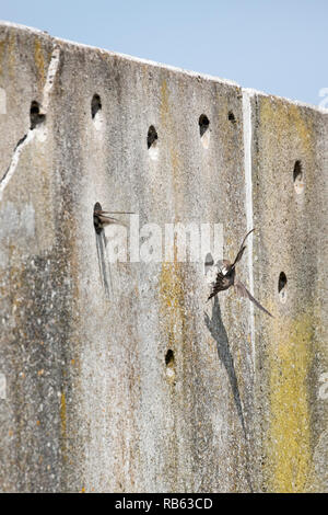 Die Niederlande, Amsterdam, Zeeburgereiland. Künstliche Wand für Nesting Uferschwalbe (Riparia riparia). Stockfoto