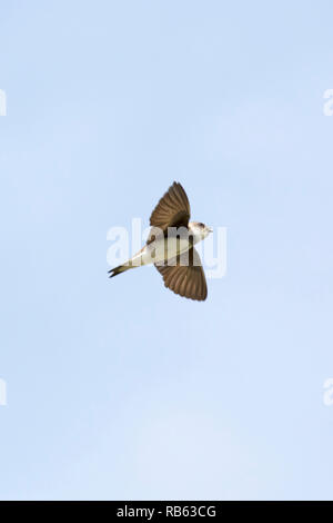 Die Niederlande, Amsterdam, Zeeburgereiland. Uferschwalbe (Riparia riparia). Stockfoto