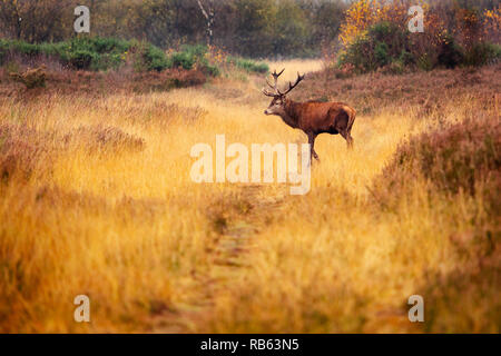 Große Rote Hirsch auf Chasewater uk Stockfoto