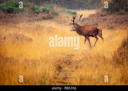 Große Rote Hirsch auf Chasewater uk Stockfoto