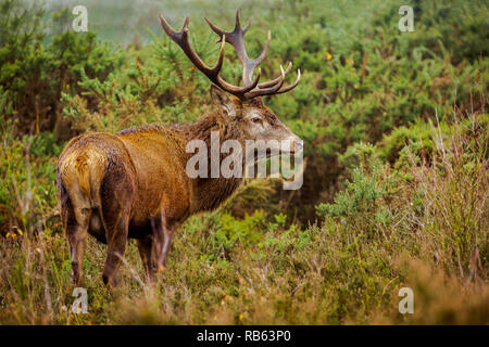 Große Rote Hirsch auf Chasewater uk Stockfoto