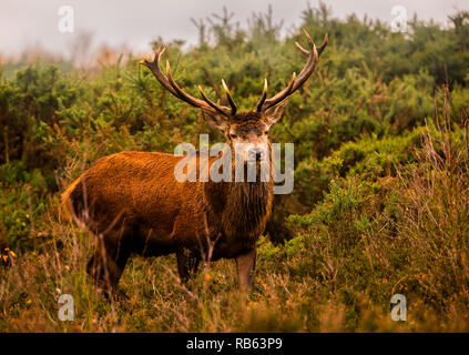 Große Rote Hirsch auf Chasewater uk Stockfoto