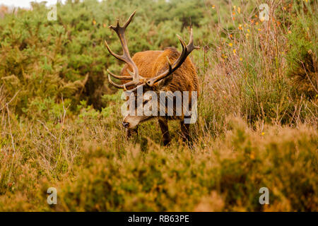 Große Rote Hirsch auf Chasewater uk Stockfoto