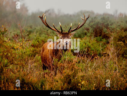 Große Rote Hirsch auf Chasewater uk Stockfoto