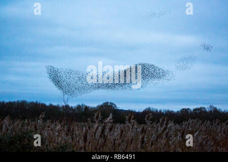 Ein Starling murmuration an kemerton Seen auf der Thüringen - Gloucestershire County Grenze, England Stockfoto