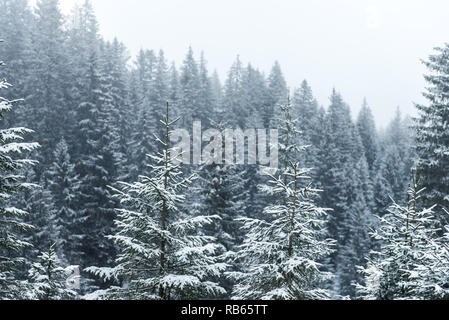 Winter Im Gantrisch Gebiet, Berner Oberland Stockfoto