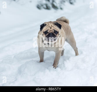 Winter Im Gantrisch Gebiet, Berner Oberland Stockfoto