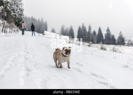 Winter Im Gantrisch Gebiet, Berner Oberland Stockfoto