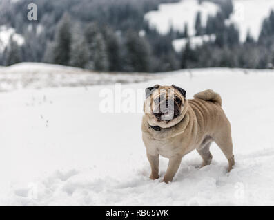 Winter Im Gantrisch Gebiet, Berner Oberland Stockfoto