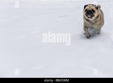 Winter Im Gantrisch Gebiet, Berner Oberland Stockfoto