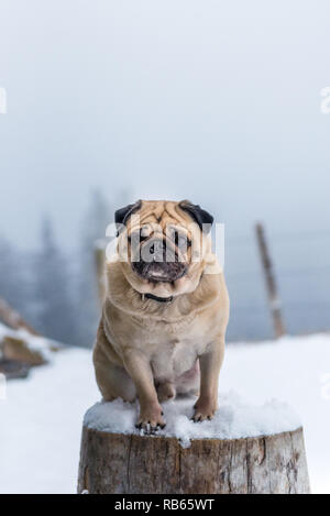 Winter Im Gantrisch Gebiet, Berner Oberland Stockfoto
