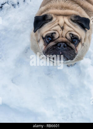 Winter Im Gantrisch Gebiet, Berner Oberland Stockfoto