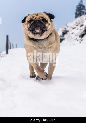 Winter Im Gantrisch Gebiet, Berner Oberland Stockfoto