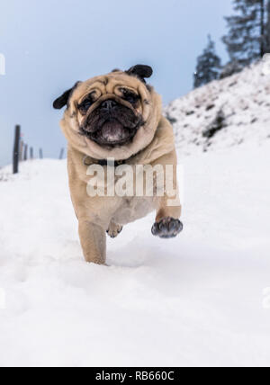 Winter Im Gantrisch Gebiet, Berner Oberland Stockfoto