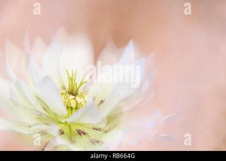 Nahaufnahme der schöne Frühling blühende Nieswurz auch als Fastenzeit Rose oder Christrose bekannt Stockfoto