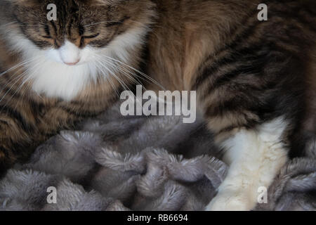 Portrait von Flauschigen süßen schweren tabby Katze mit weißen Dickey auf den Silbergrau flauschigen Fellimitat decke Hintergrund Stockfoto