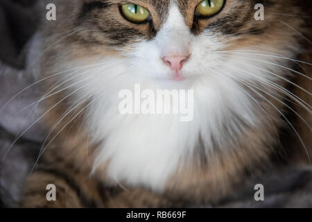 Portrait von Flauschigen süßen schweren tabby Katze mit großen gelben Augen und weißen Dickey auf dem silber grau flauschigen Fellimitat decke Hintergrund Stockfoto