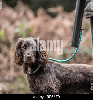 Working cocker spaniel auf einem Schießen Stockfoto