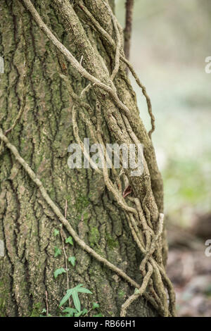 Efeu auf Eiche Stockfoto