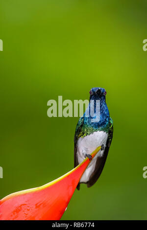 Weiß-necked Jakobinischen Kolibri, Costa Rica Stockfoto