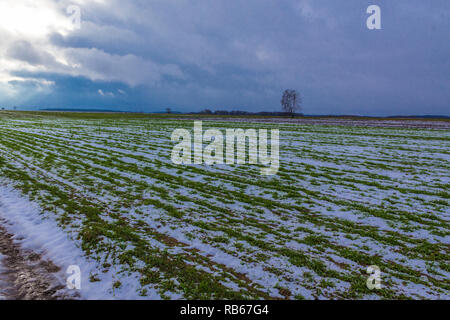 Eine einzige Birke steht zwischen Ackerland und Felder von Winterweizen. Gibt es etwas Schnee in die Felder ein. Beginn des Winters in Europa. Stockfoto