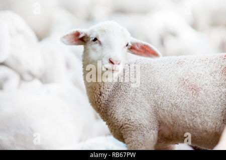 Lämmer in eine Herde Schafe. Selektive konzentrieren sich nur auf das Lamm. Stockfoto