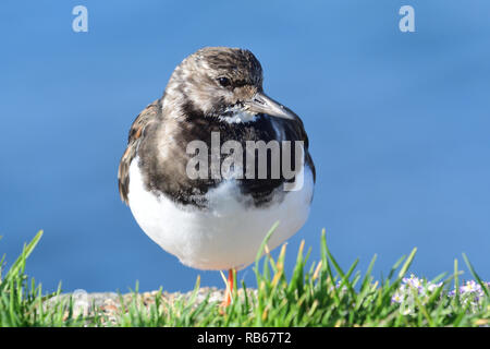 Porträt einer turnstone auf Weymouth Pier Stockfoto