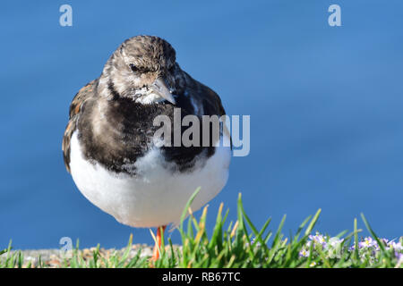 Porträt einer turnstone auf Weymouth Pier Stockfoto