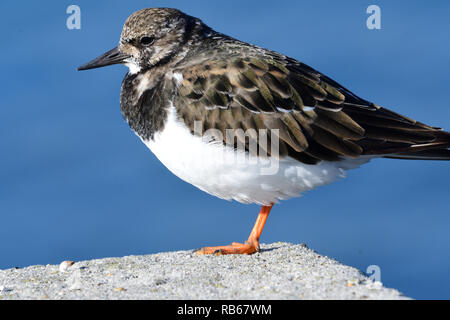 Porträt einer turnstone auf Weymouth Pier in Dorset Stockfoto