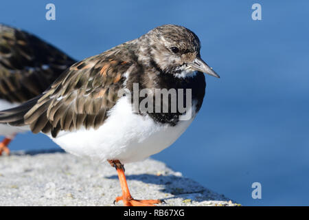 Porträt einer turnstone auf Weymouth Pier in Dorset Stockfoto