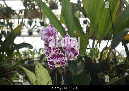 Violett und Weiß panaschierten Motte Orchideen - schönen und bunten Sorten von Orchideen in einer örtlichen Baumschule gewachsen Stockfoto